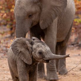 Moeder en kleine olifant in Zuid-Afrika. van Arthur van Iterson