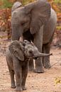 Moeder en kleine olifant in Zuid-Afrika. van Arthur van Iterson thumbnail