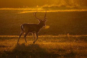 First light deer sur Pim Leijen