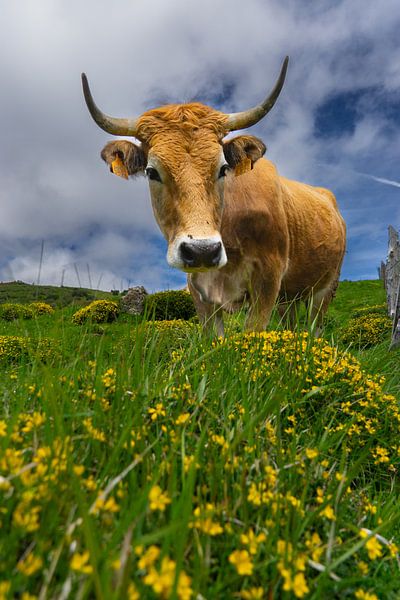 Aubrac cow in a meadow by Wolbert Erich