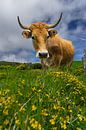 Aubrac cow in a meadow by Wolbert Erich thumbnail