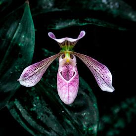 Pink orchid blossom – botanical elegance by Aldona Lis