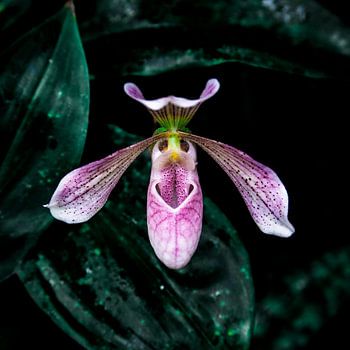 Pink orchid blossom – botanical elegance