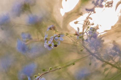 zonnige vergeet-me-nietjes