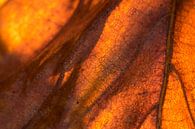 Makro eines Herbstblattes im Sonnenlicht. von Mark Scheper Miniaturansicht