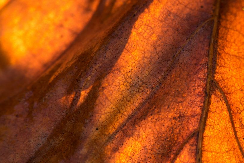 Makro eines Herbstblattes im Sonnenlicht. von Mark Scheper