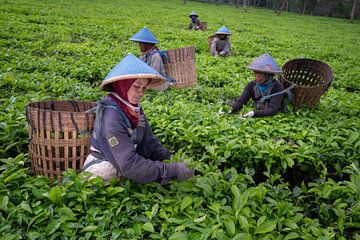 Vrouwen plukken theebladeren in Centraal Java van Anges van der Logt
