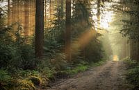 Stimmungsvoller Morgen im Wald