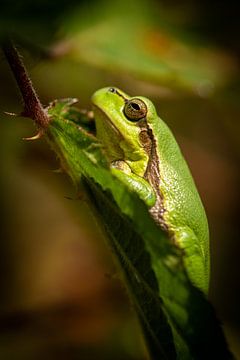Laubfrosch von Gerrit van de Velde