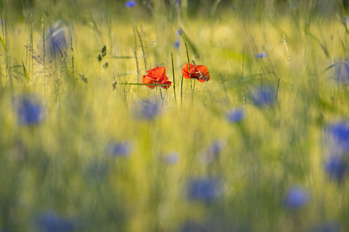 Mohn I