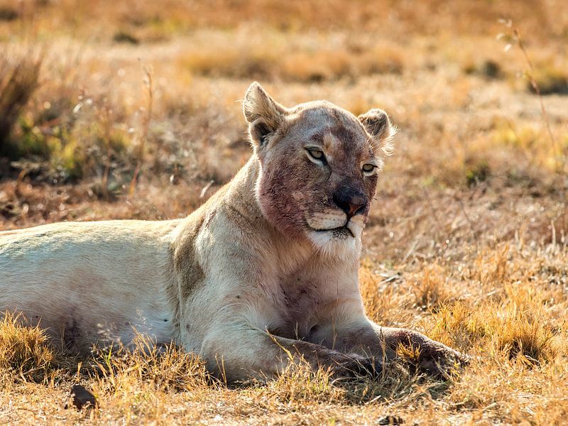 Lion series: "Dinner" 2 by Rob Smit