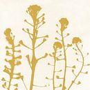 Natürliches Leben. Moderne botanische Kunst in Pastellfarben. Ockergelbe Blumen von Dina Dankers Miniaturansicht