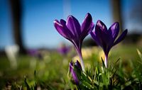 Natur Blume