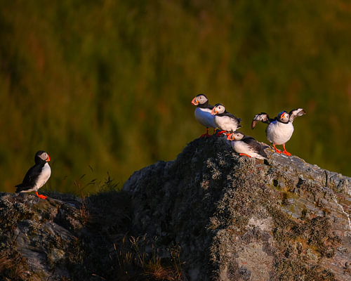 Papageientaucher im Abendlicht auf der Runde