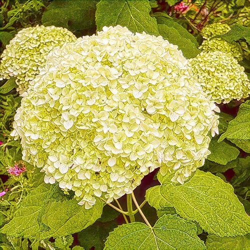 Hydrangea (Hortensia)