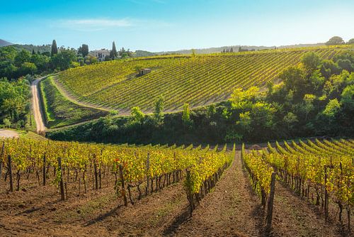 Montalcino wijngaarden in de herfst. Toscane, Italië