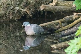Wood pigeon is going to drink by Merijn Loch