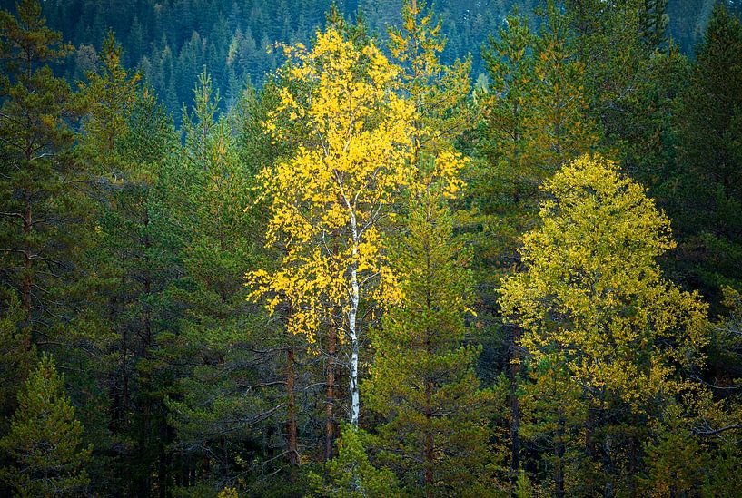 Yellow birch! by Ate de Vries