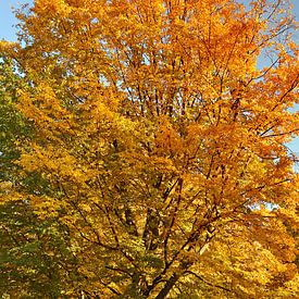 Autumn by Violetta Honkisz