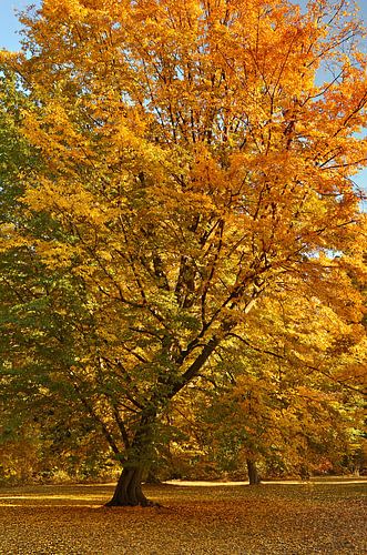 Herbst von Violetta Honkisz