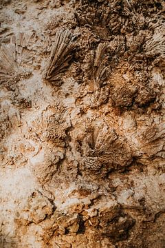 Prints of fossils from the Caribbean Sea | Curaçao, Antilles by Trix Leeflang