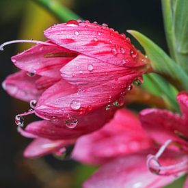 waterdruppels op roze bloemen von ChrisWillemsen