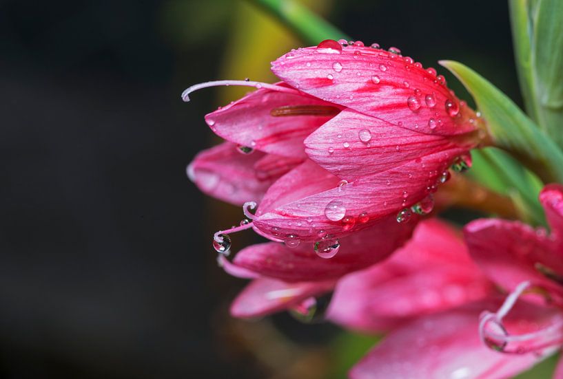 waterdruppels op roze bloemen van ChrisWillemsen