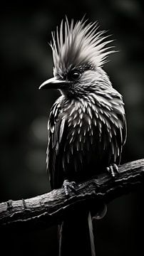 Portrait d'oiseau en noir et blanc