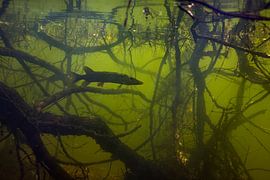 Brochet à l'ombre des racines des arbres