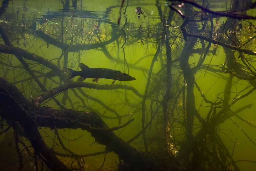 Pike in the shade of tree roots by Arthur de Bruin