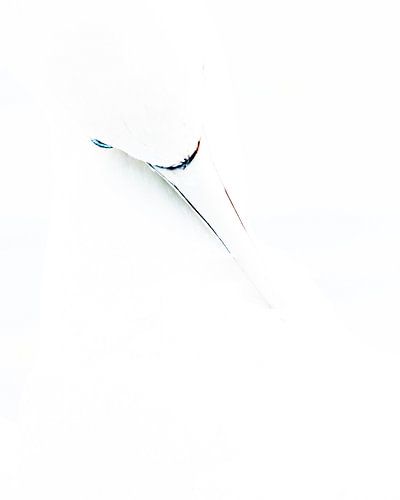 Northern gannet (Morus bassanus), Helgoland, Germany