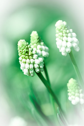 Witte druif hyacinth