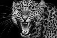 Meow!!