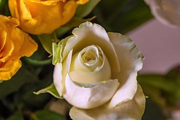WITTE ROOS van Photoart-Naegele
