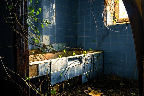 Abandoned bathtub in nature - lost place in the grip of plants
