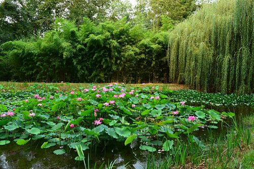 Nénuphars dans un étang avec un saule pleureur en arrière-plan sur Studio LE-gals