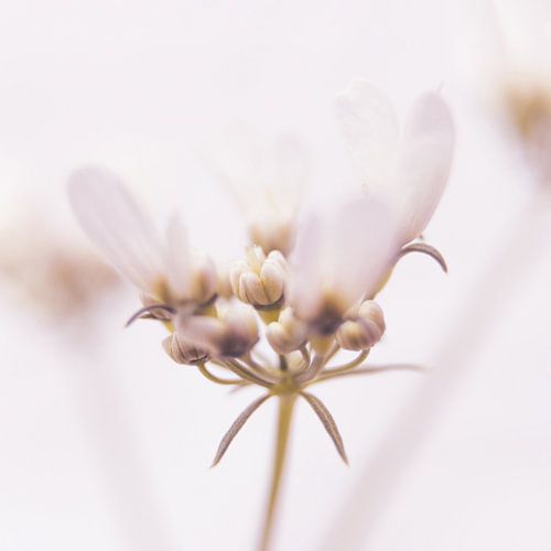 Winzige Korianderblüte High Key Makro