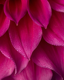Rozerode Dahlia van Adje Photography