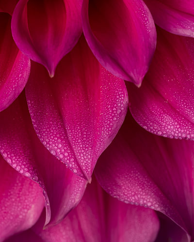 Rozerode dahlia