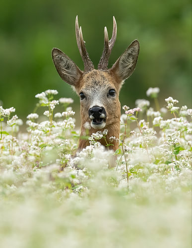 Reh zwischen den Blumen