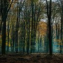 speulderbos gelderland van Carina Meijer ÇaVa Fotografie thumbnail