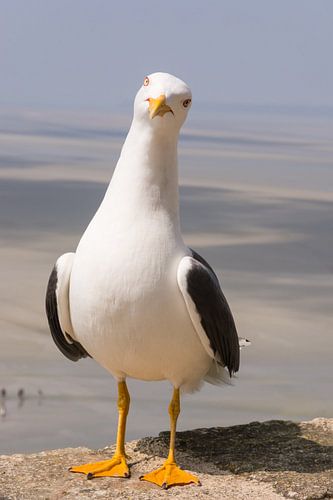 mouette sur Adri Vollenhouw