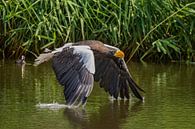Steller's Sea Eagle flying over the water by gea strucks thumbnail