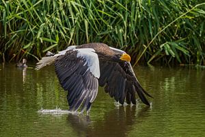 Steller's Sea Eagle fliegt über das Wasser