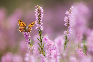 Kleine vuurvlinder in de bloeiende heide van Daniela Beyer