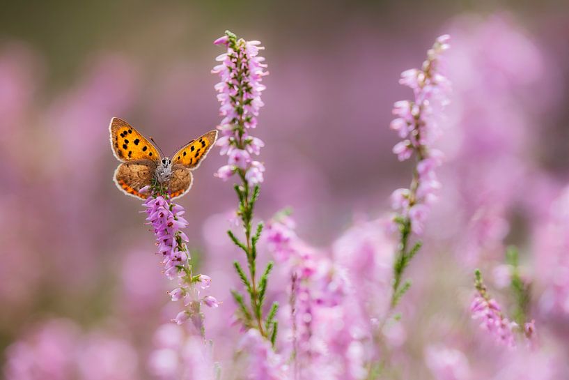 Small fire butterfly in the blooming heath by Daniela Beyer