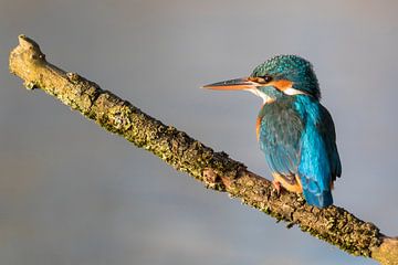 Vögel - Eisvogelweibchen-Porträt in schönem Morgenlicht 2 von Servan Ott