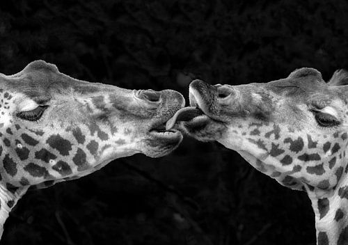 French Kiss sur Michel Romaggi