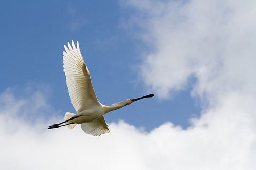 Spatule en l'air