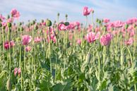 Bloeistadia van de papaver van Ruud Morijn thumbnail